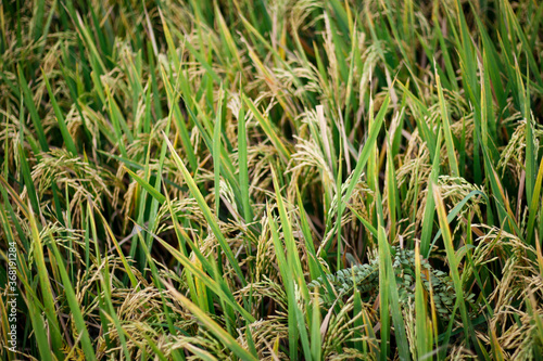 rice plant agriculture field. rice field at harvest time and panicle stage.