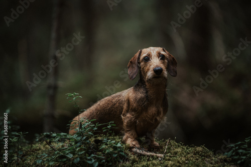 Wallpaper Mural Dachshund in Woods Torontodigital.ca