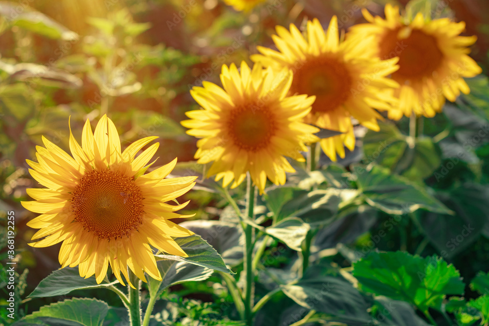 Fototapeta premium Yellow sunflowers. Field of sunflowers, rural landscape