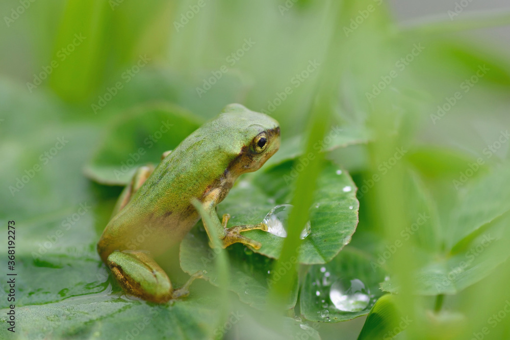 葉っぱに乗るニホンアマガエル