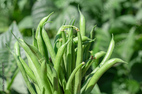 Harvest of green fresh beans in a garden