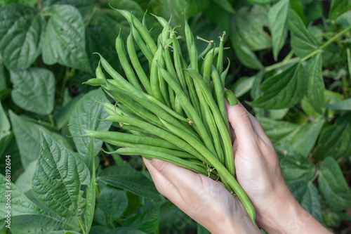 Harvest of green fresh beans in a garden. Hands hold green beans.