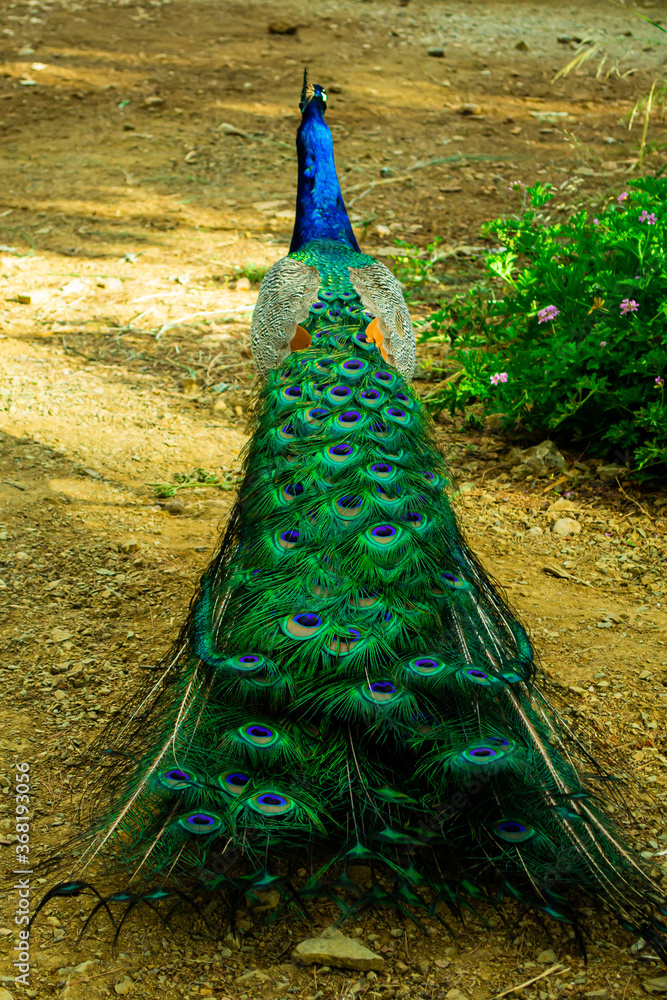 Obraz premium Beautiful Indian male peacock bird showing his colorful long feather tail. View from the backside.