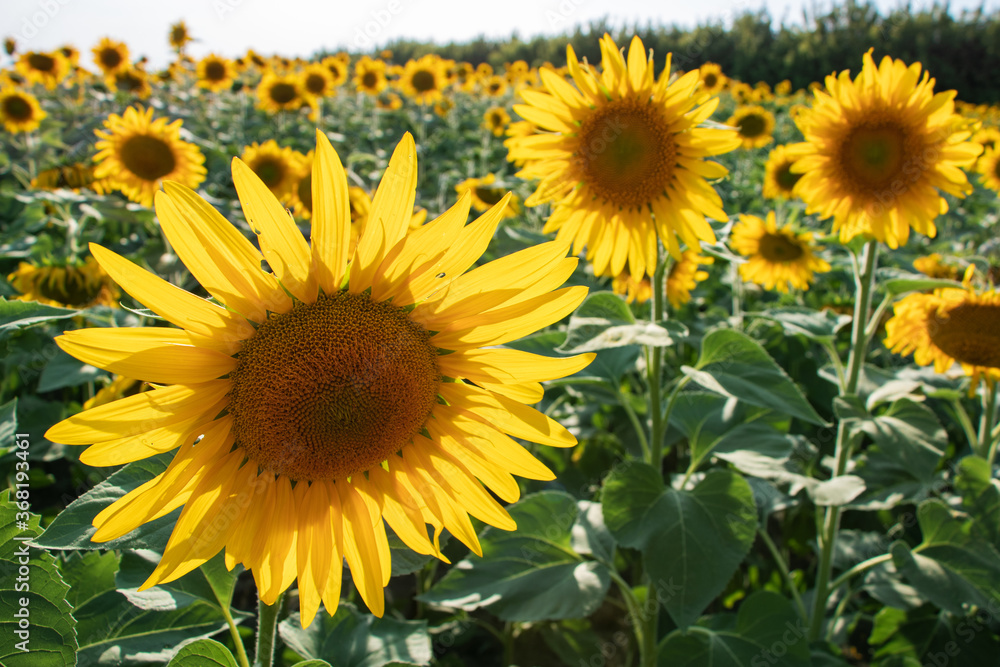 Sunflower natural background. Sunflower blooming