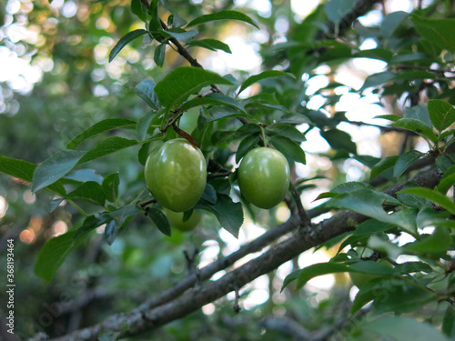 green unripe plums hang on the branches