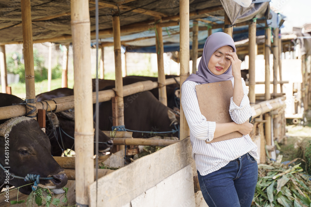 muslim asian woman farmer standing in the farm with cow on the background