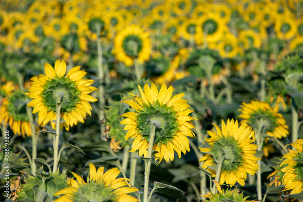 Field of backwards-facing giant sunflowers on a sunny summer day Field of backwards-facing giant sunflowers on a sunny summer day