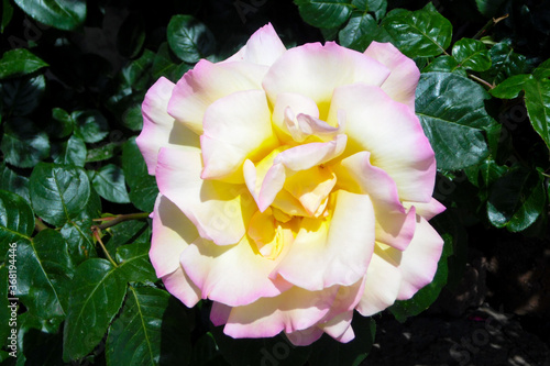 Single Climbing Peace Rose (Hybrid Tea Rose), yellow flower with soft rose pink shadings on the green background