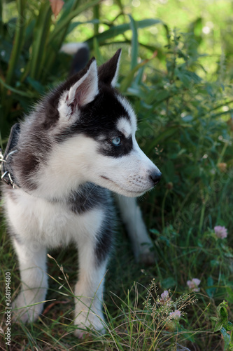 Young husky puppy