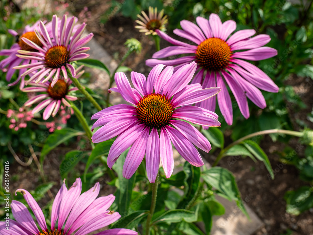 Fototapeta premium Red Sun Hat, Echinacea purpurea in garden 