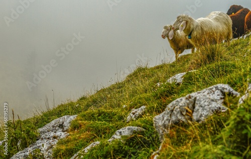 Sheep at steep meadow at Latschenkopf mountain near Brauneck, Jachenau (Bayrische Voralpen), Bavaria, Germany photo