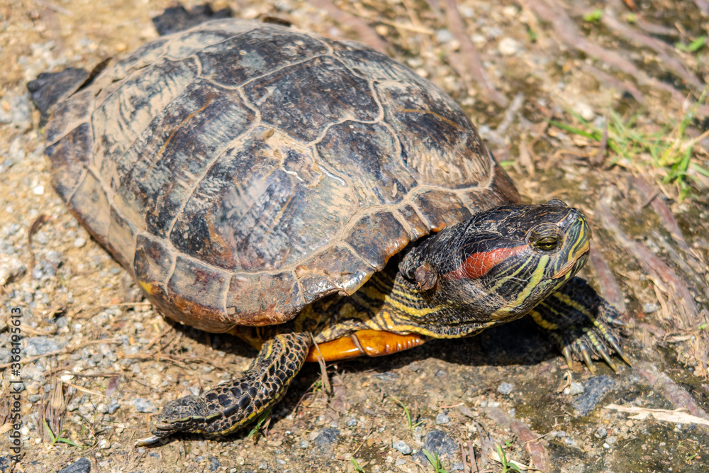 Close-up view of red-eared slider turtle (Trachemys scripta elegans, red-eared terrapin, turtle, red-eared turtle, slider turtle) in Wei Tuo Fa Gong Buddhist Temple in Pulau Ubin, Singapore. Close-up view of red-eared slider turtle (Trachemys scripta elegans, red-eared terrapin, turtle, red-eared turtle, slider turtle) in Wei Tuo Fa Gong Buddhist Temple in Pulau Ubin, Singapore.