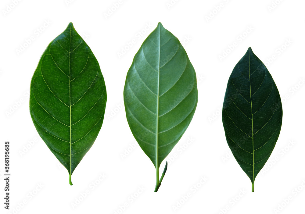 Green leaf set isolated on white background with clipping path Green leaf set isolated on white background with clipping path