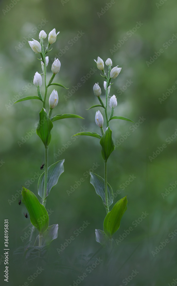The white helleborine (Cephalanthera damasonium) is a species of orchid. It is widespread across much of Europe, the Middle East and Asia.