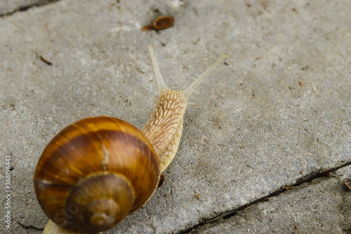 beautiful snail on the road
