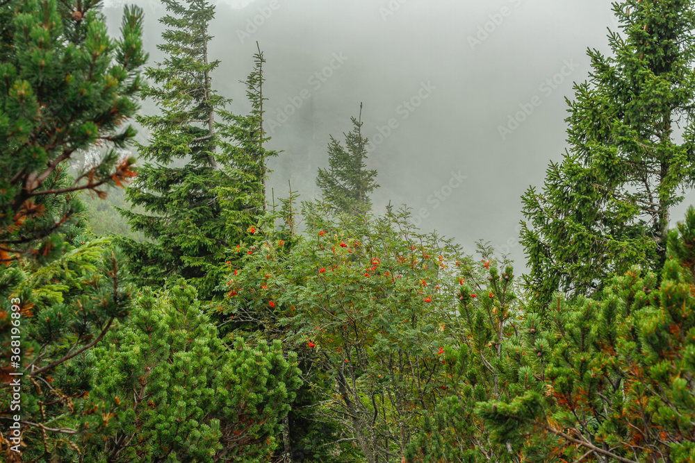 Fototapeta premium Pine forest on a foggy day at Latschenkopf mountain near Brauneck, Jachenau (Bayrische Voralpen), Bavaria, Germany