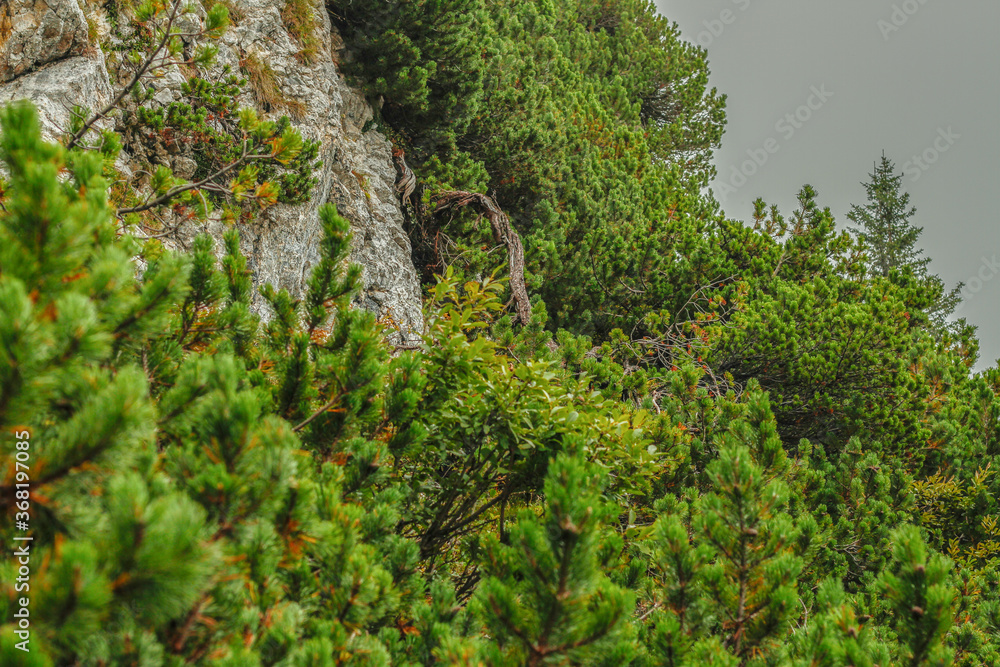 Obraz premium Pine forest on a foggy day at Latschenkopf mountain near Brauneck, Jachenau (Bayrische Voralpen), Bavaria, Germany