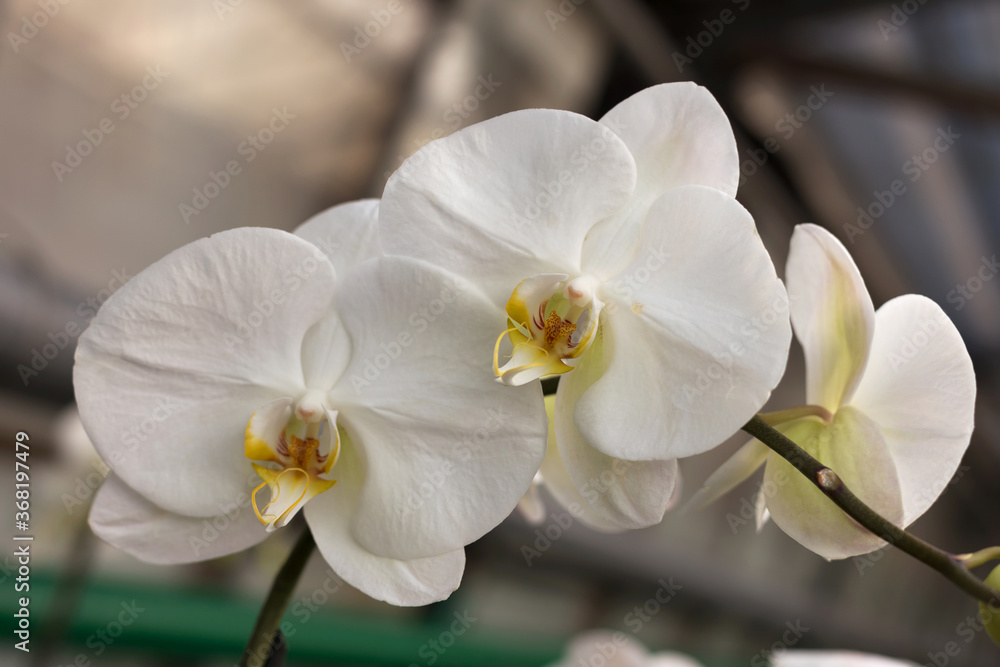 Fototapeta premium Repeated orchid flowers, selective focus. Beautiful orchids.