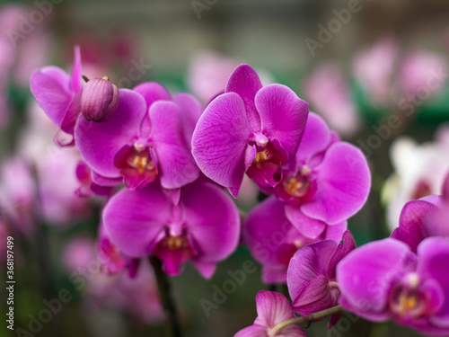 Repeated orchid flowers, selective focus. Beautiful orchids.