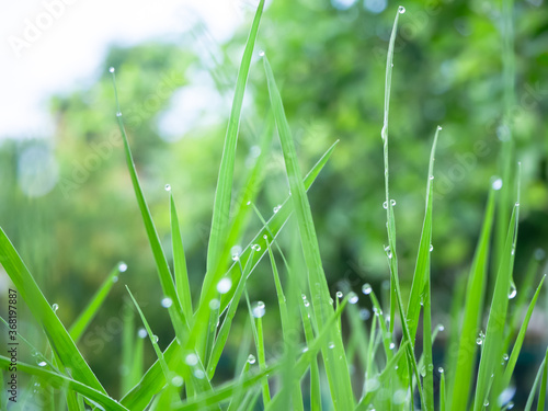 Grass with drop water on bokeh and blur background. for Contains articles about life philosophy.