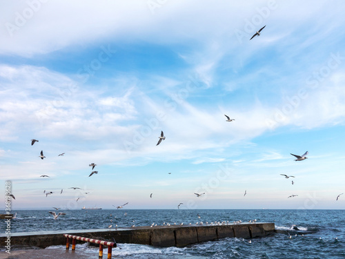 Seagulls flying by selective-focus and blue tone