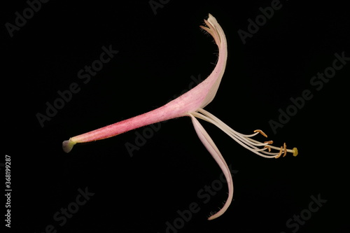 Perfoliate Honeysuckle (Lonicera caprifolium). Flower Closeup photo