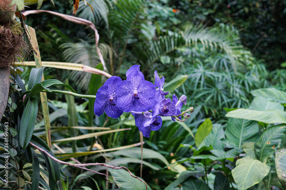 Obraz premium tropical flower