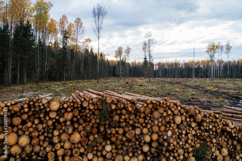 Large wood pile next to a frersh clear-cut area during autumn months in Estonia. 