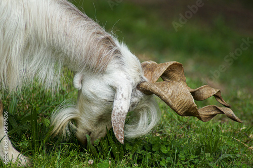 goat with curly horns