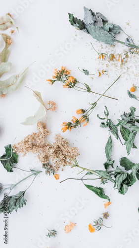 Wallpaper Mural Witch's set of herbs Torontodigital.ca