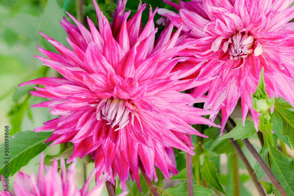 pink dahlia flower in garden pink dahlia flower in garden