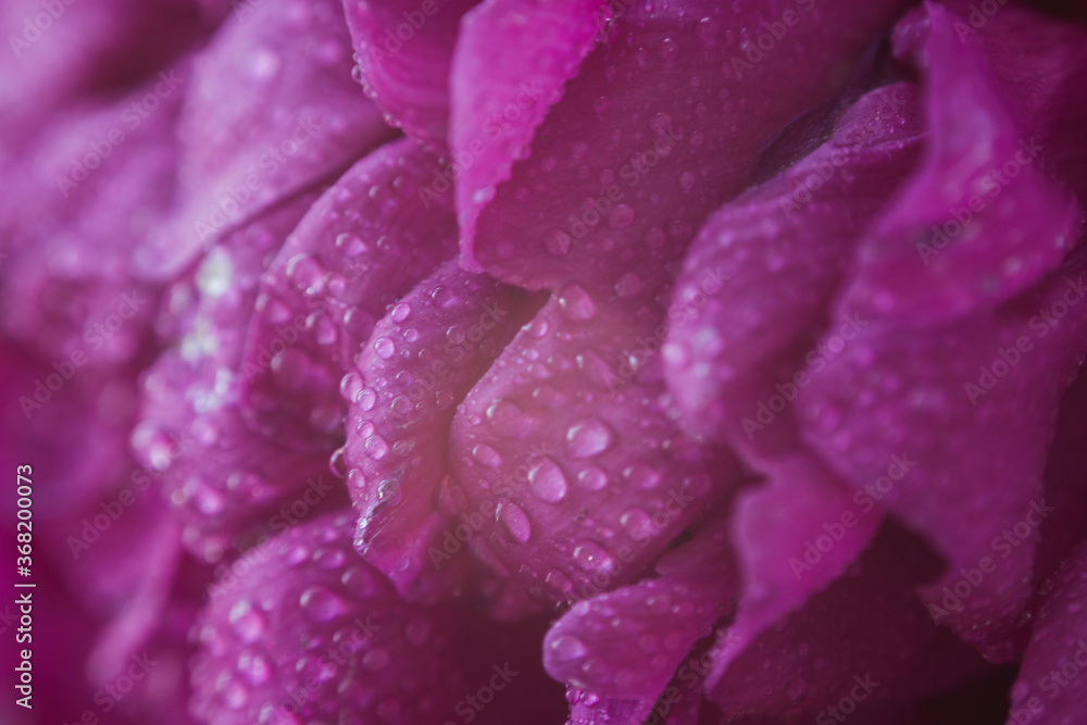 peony petals texture with water drops peony petals texture with water drops