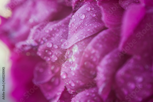 peony petals texture with water drops