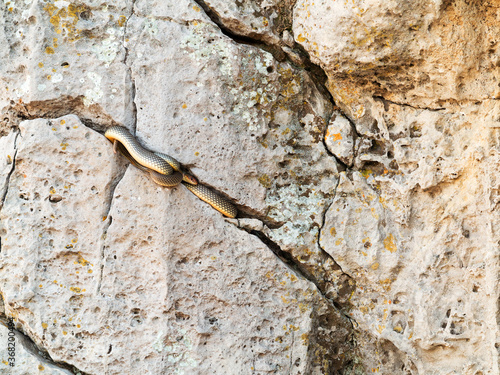 Sleeping snake in a huge stone crack photo