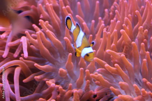 clown fish on coral © pesmoon