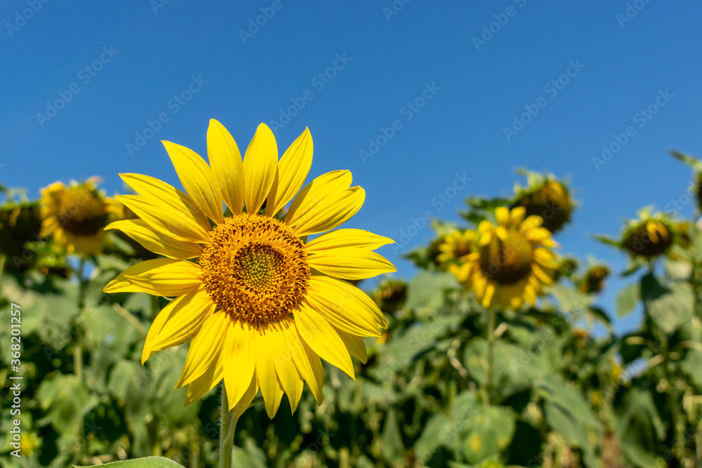 Sunflower field in summer