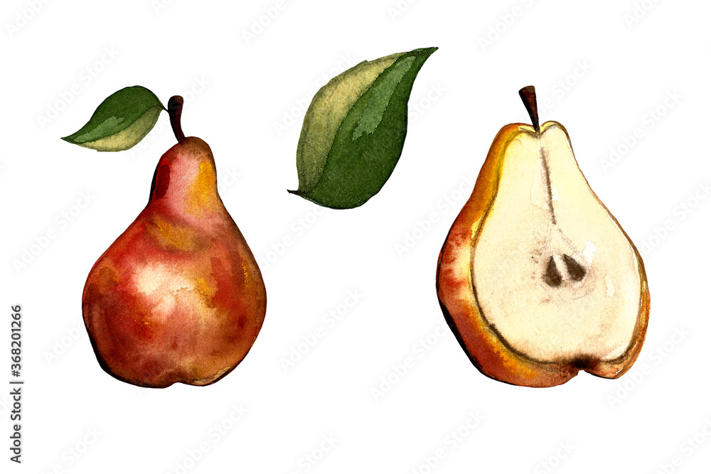 Hand drawn illustration of pear. Fruit drawing isolated on white background. Organic fruit grown on the farm