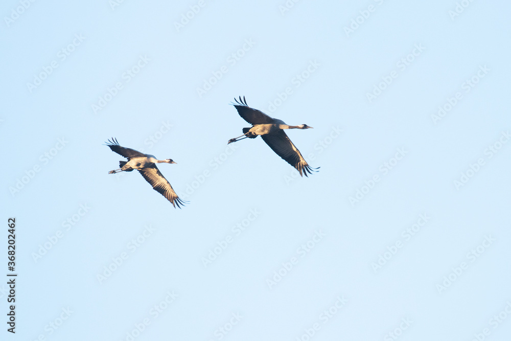 Common crane, Grus grus, couple flying in the sky in Estonian nature, Northern Europe.