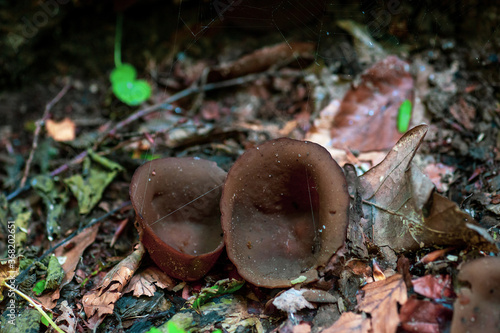 Common brown cup fungi in forest, selective focus