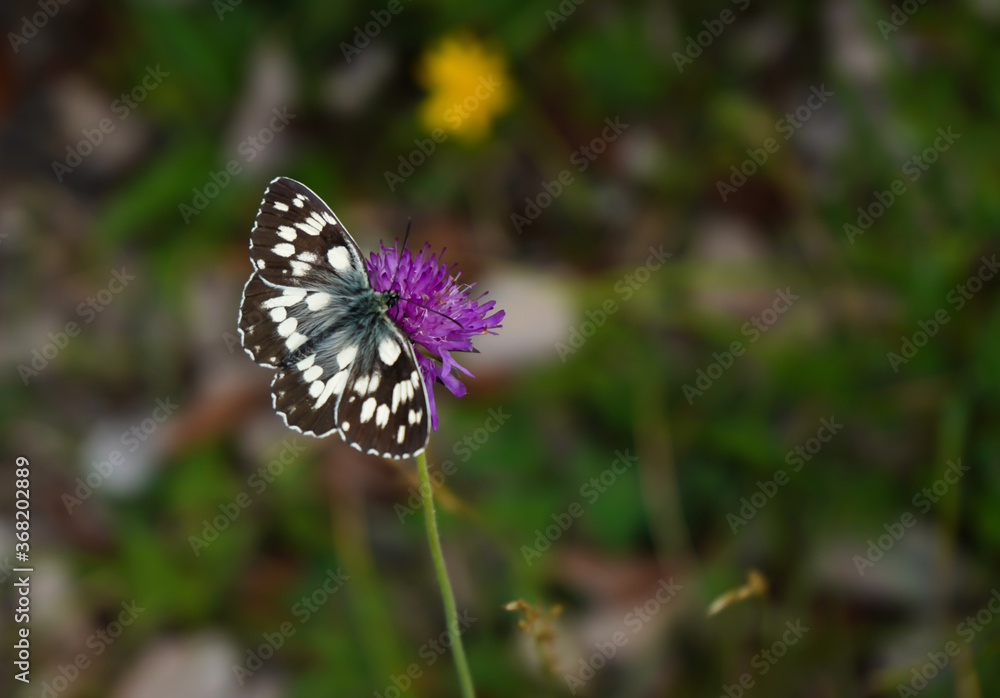 marbled white on violet flower marbled white on violet flower