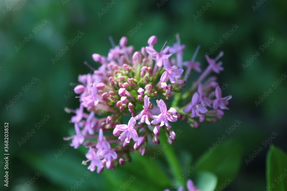 flowers on macro photo flowers on macro photo