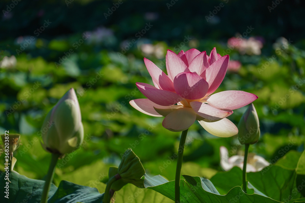 Obraz premium pink Egyptian lotus