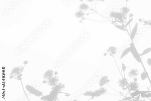 Blurred overlay effect for photo. Gray shadows of dandelion flowers and delicate grass on a white wall. Abstract neutral nature concept background. Space for text. Shadow for natural light effects.