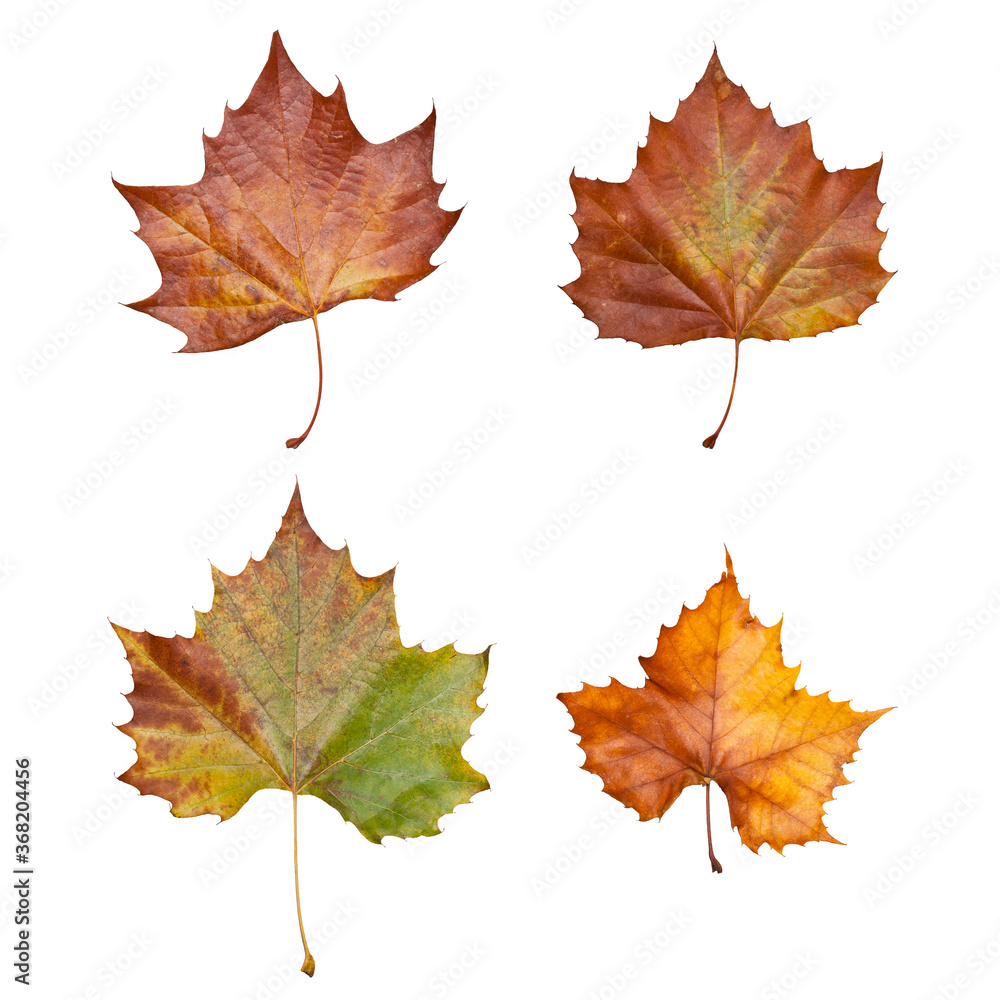 Fototapeta premium four maple leaves isolated on white background
