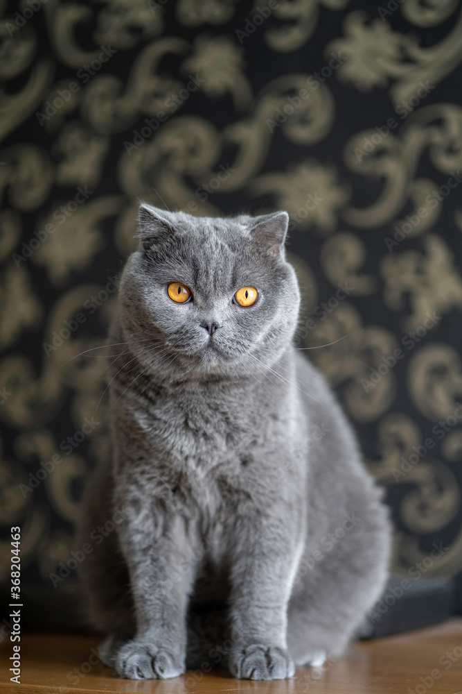 Portrait of a cat