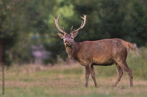 Fototapeta Naklejka Na Ścianę i Meble -  Beautiful red deer in the nature habitat. Wildlife scene from european nature. Cervus elaphus