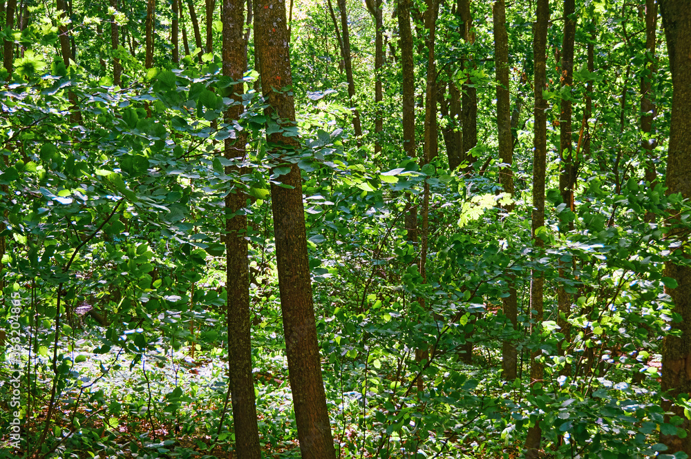 Obraz premium Beautiful dense deciduous forest. National park. Reserve.
