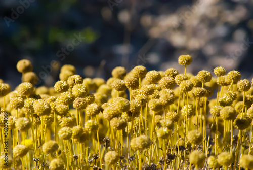 Wild Flora in the mountains of Teruel. Summer 2020.