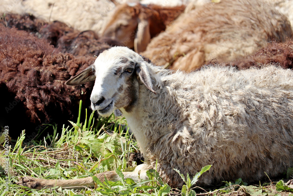 Sheep on the summer pasture. Rural scene, farming concept Sheep on the summer pasture. Rural scene, farming concept