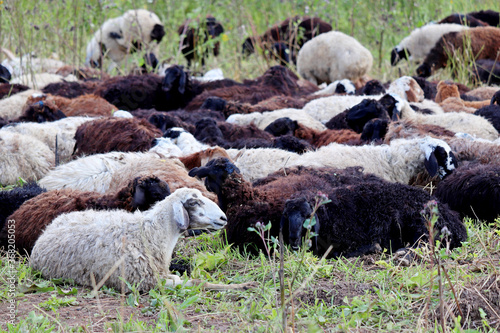 Sheep on the summer pasture. Rural scene, farming concept